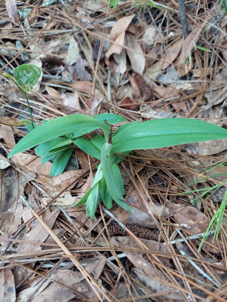 Habenaria quinqueseta