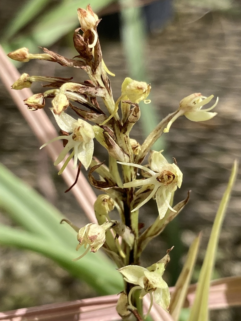 Habenaria repens