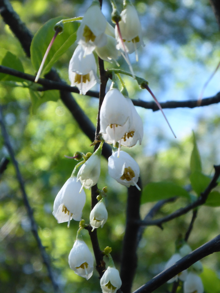 Halesia carolina