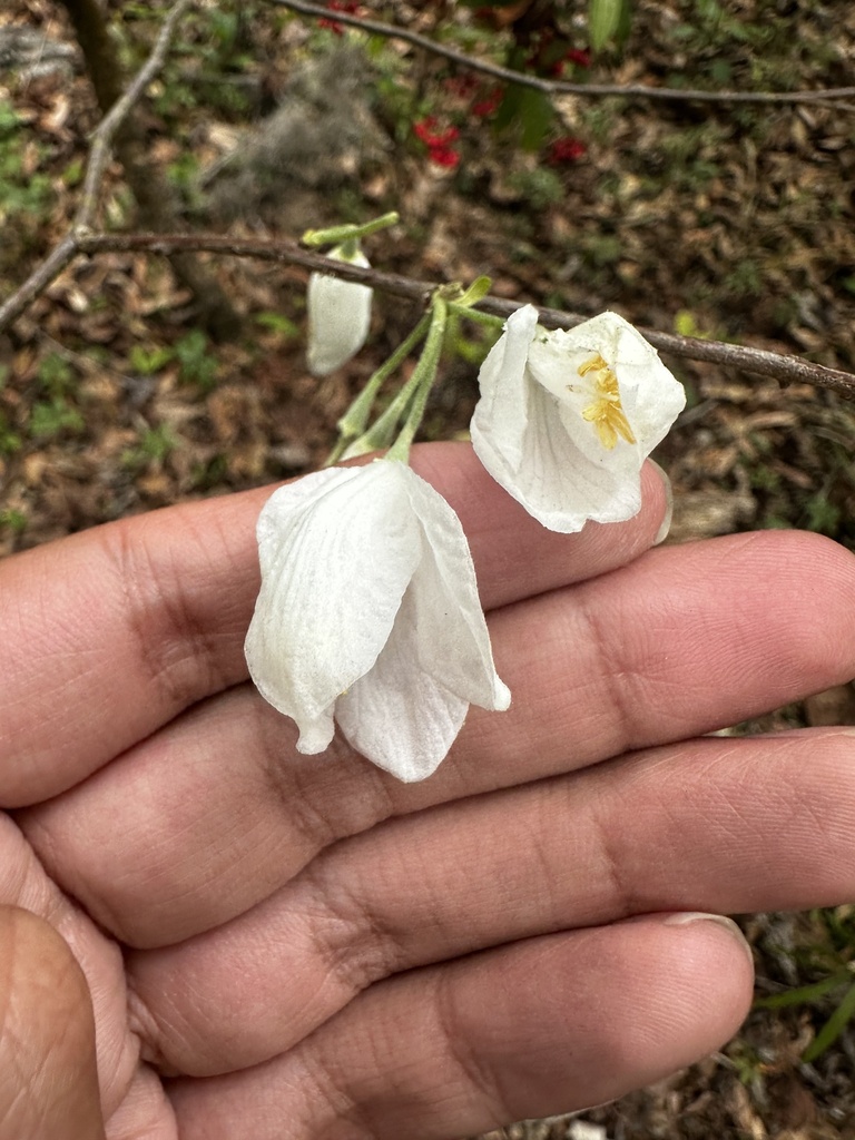 Halesia diptera