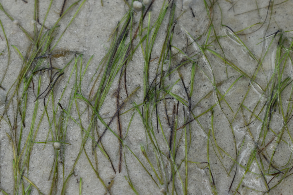 Halodule wrightii
