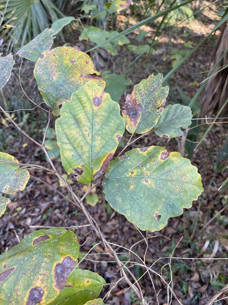 Hamamelis virginiana