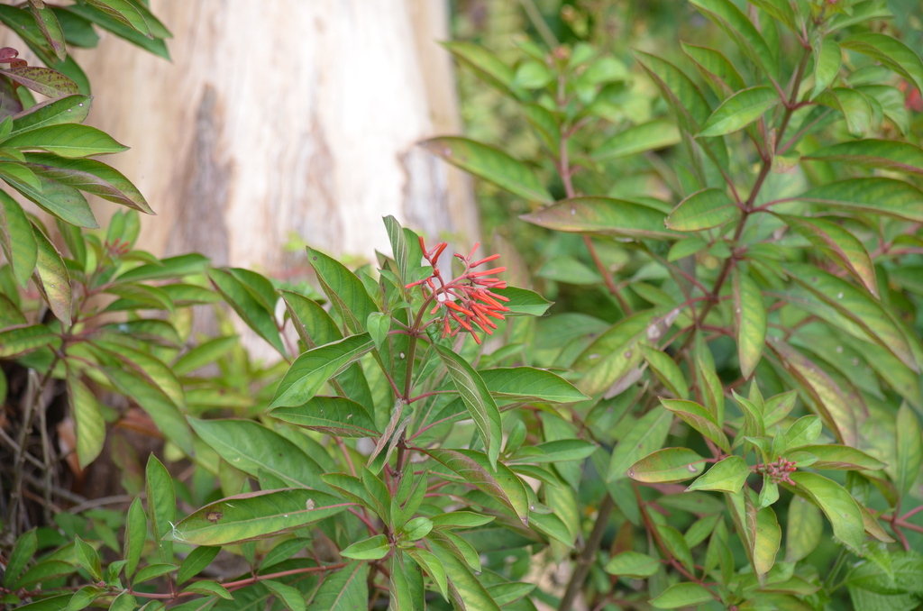 Hamelia patens