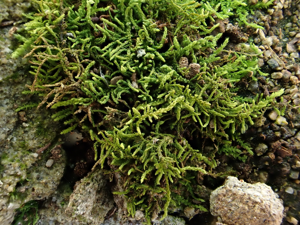 Haplocladiium virginianum