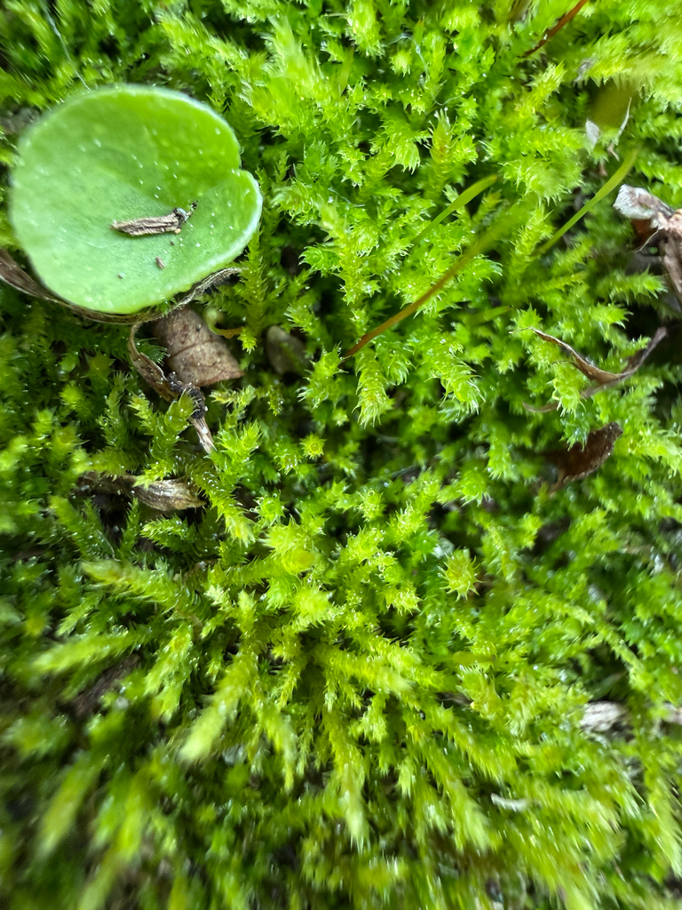 Haplocladium microphyllum