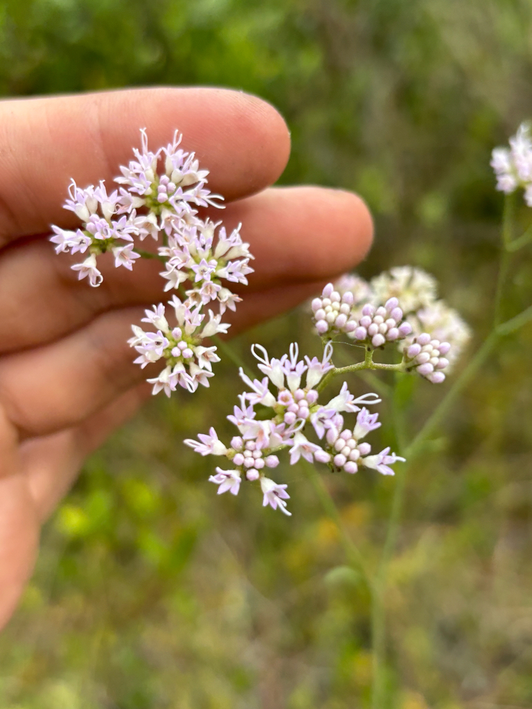 Hartwrightia floridana