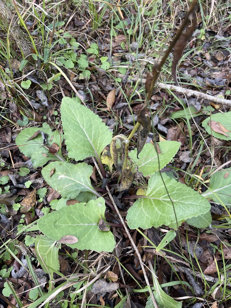 Hasteola robertiorum