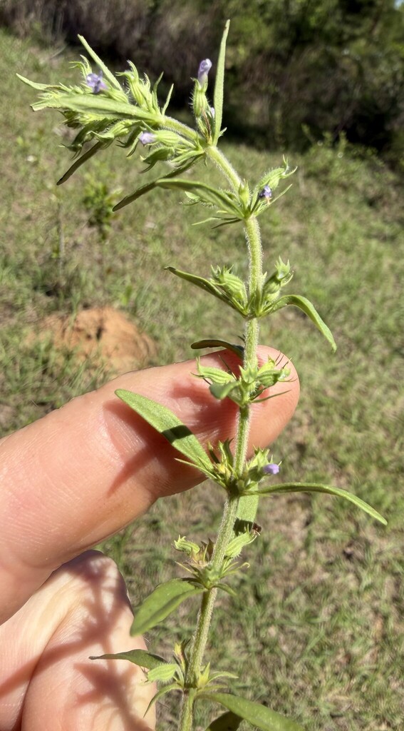 Hedeoma hispida