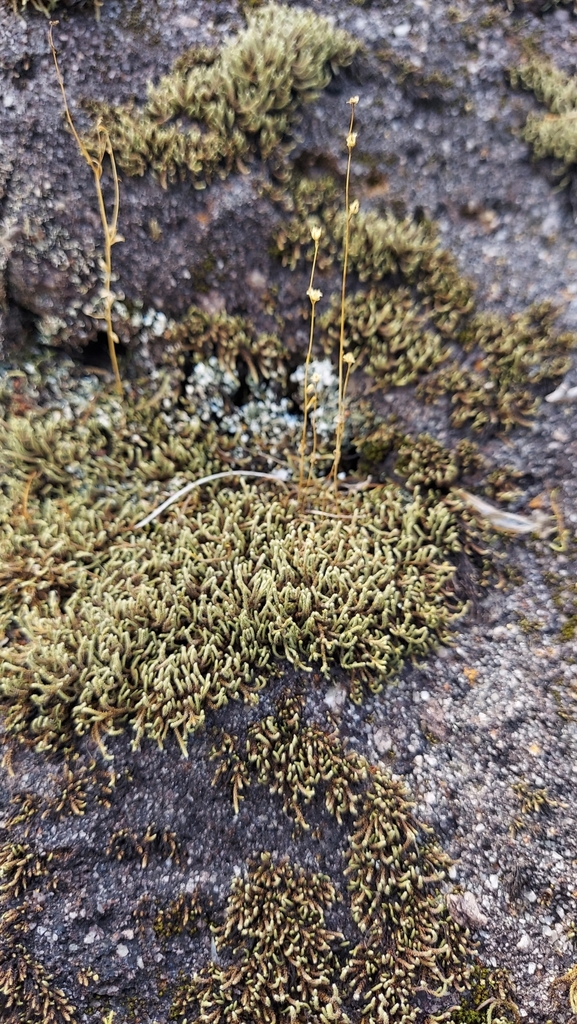 Hedwigia ciliata