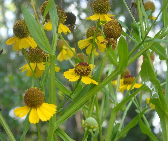 Helenium autumnale