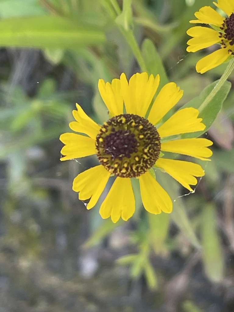 Helenium flexuosum
