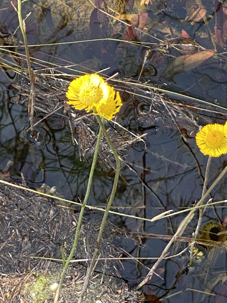 Helenium pinnatifidum