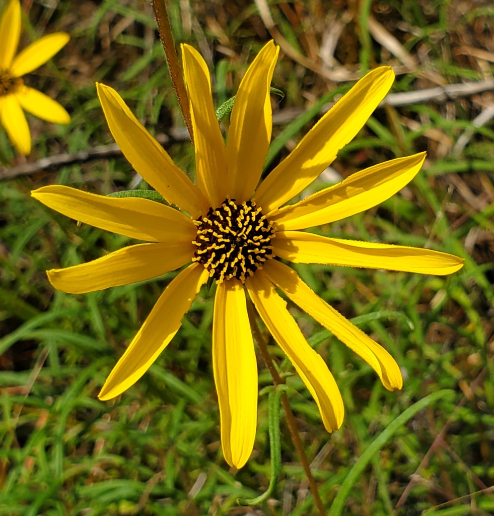 Helianthus angustifolius