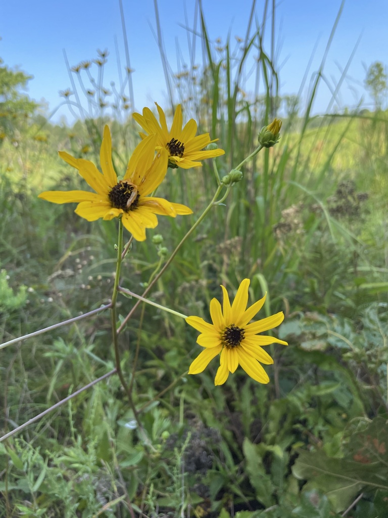 Helianthus atrorubens