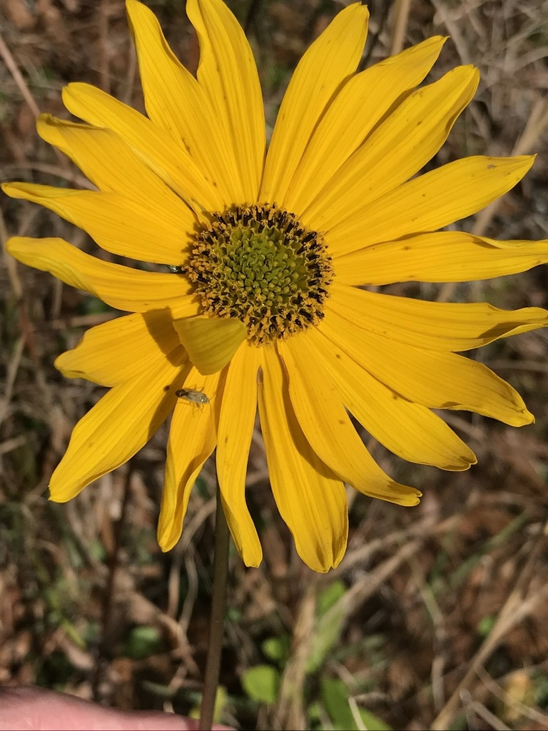 Helianthus carnosus