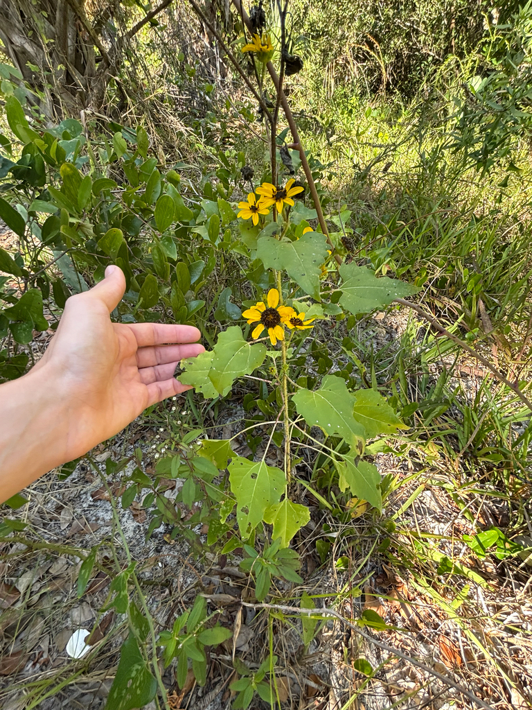 Helianthus debilis subsp. cucumerifolius