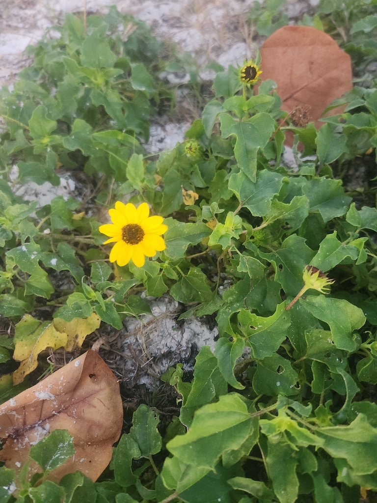 Helianthus debilis subsp. vestitus
