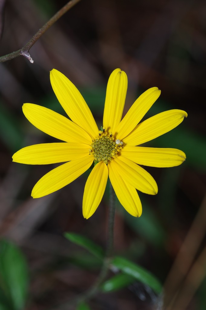 Helianthus floridanus