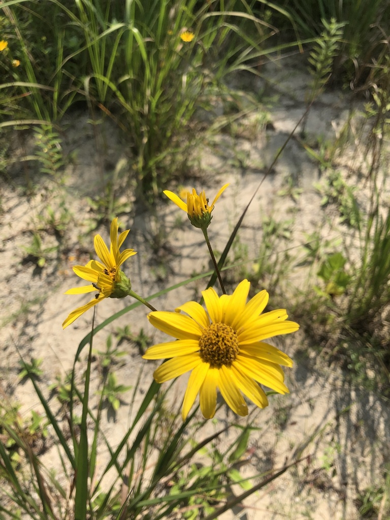 Helianthus occidentalis