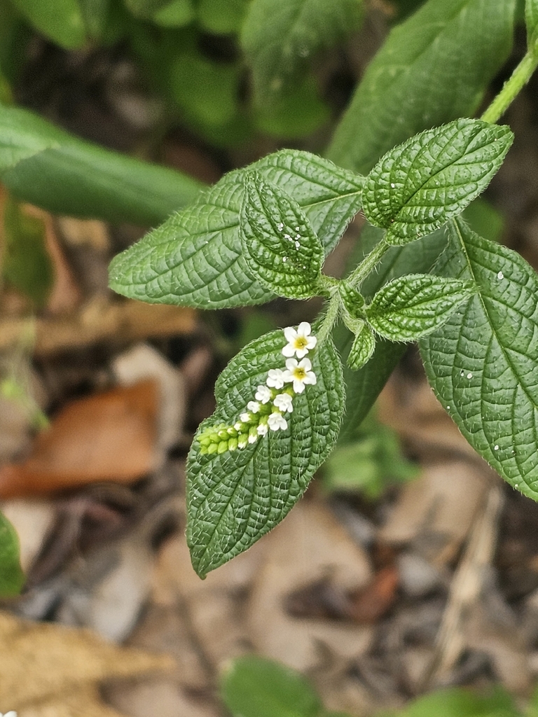 Heliotropium angiospermum