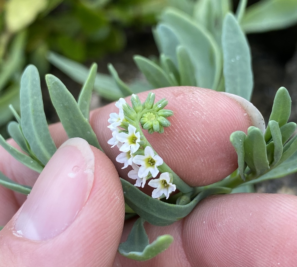 Heliotropium curassavicum