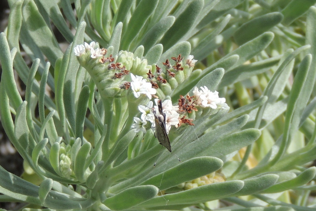Heliotropium gnaphalodes