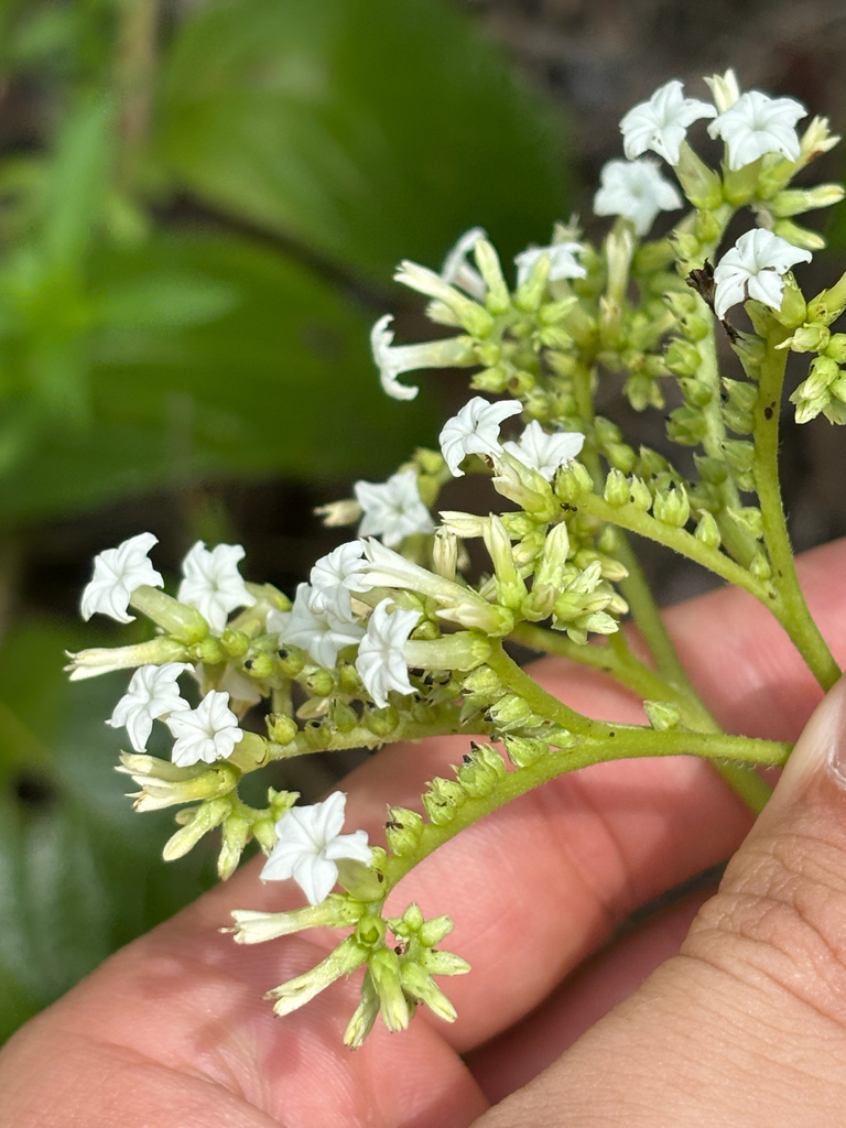 Heliotropium verdcourtii