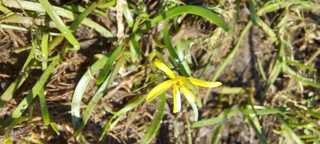 Heteranthera dubia