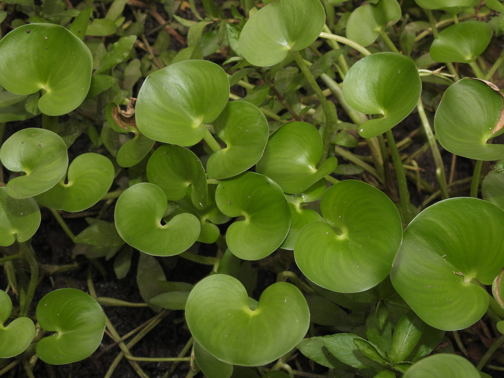 Heteranthera reniformis