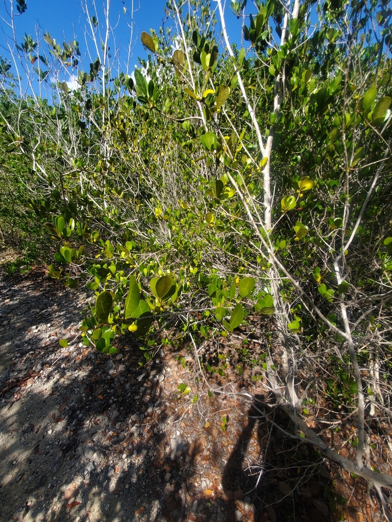 Heterosavia bahamensis