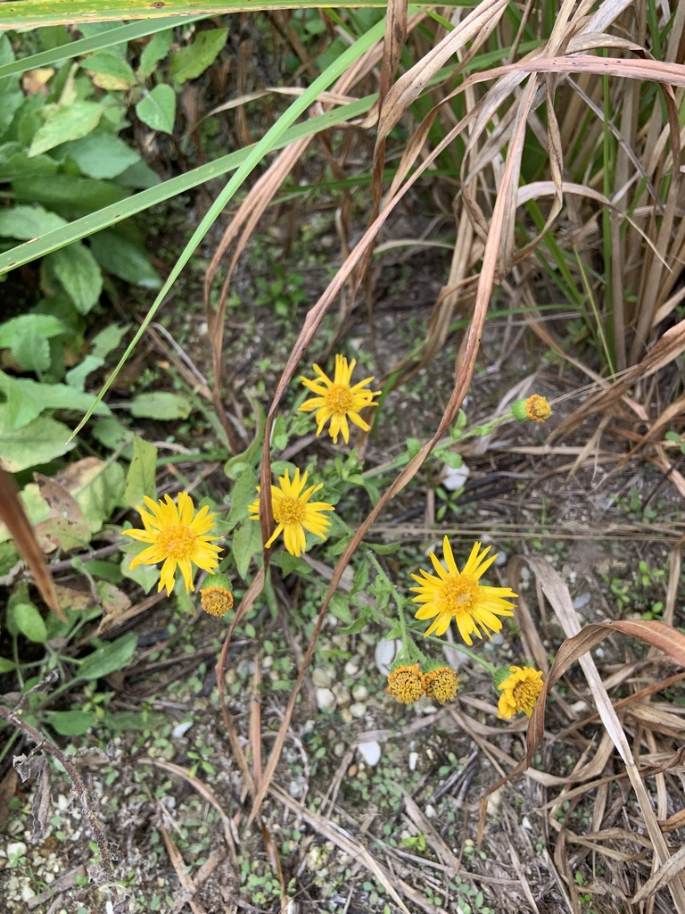 Heterotheca subaxillaris
