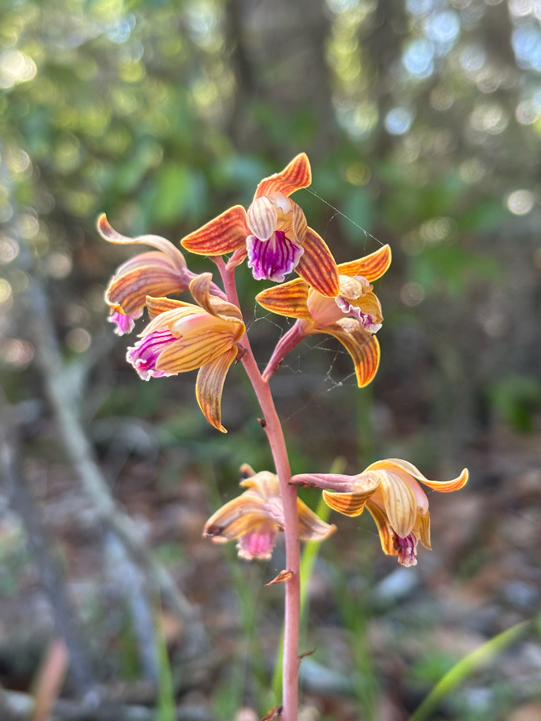 Hexalectris spicata