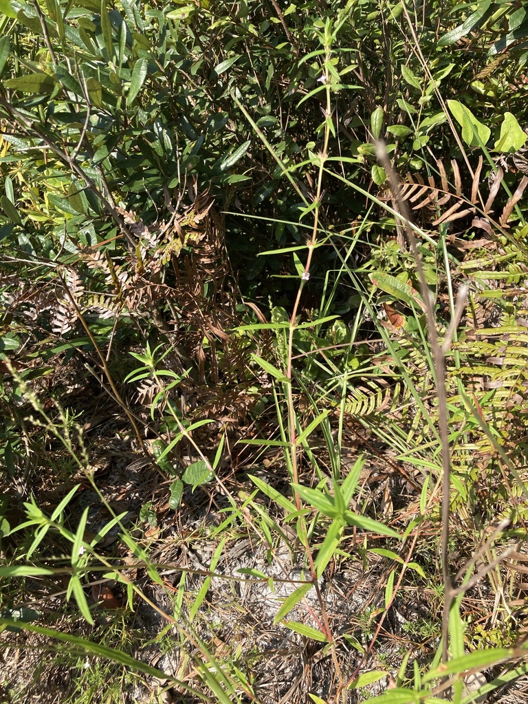 Hexasepalum teres