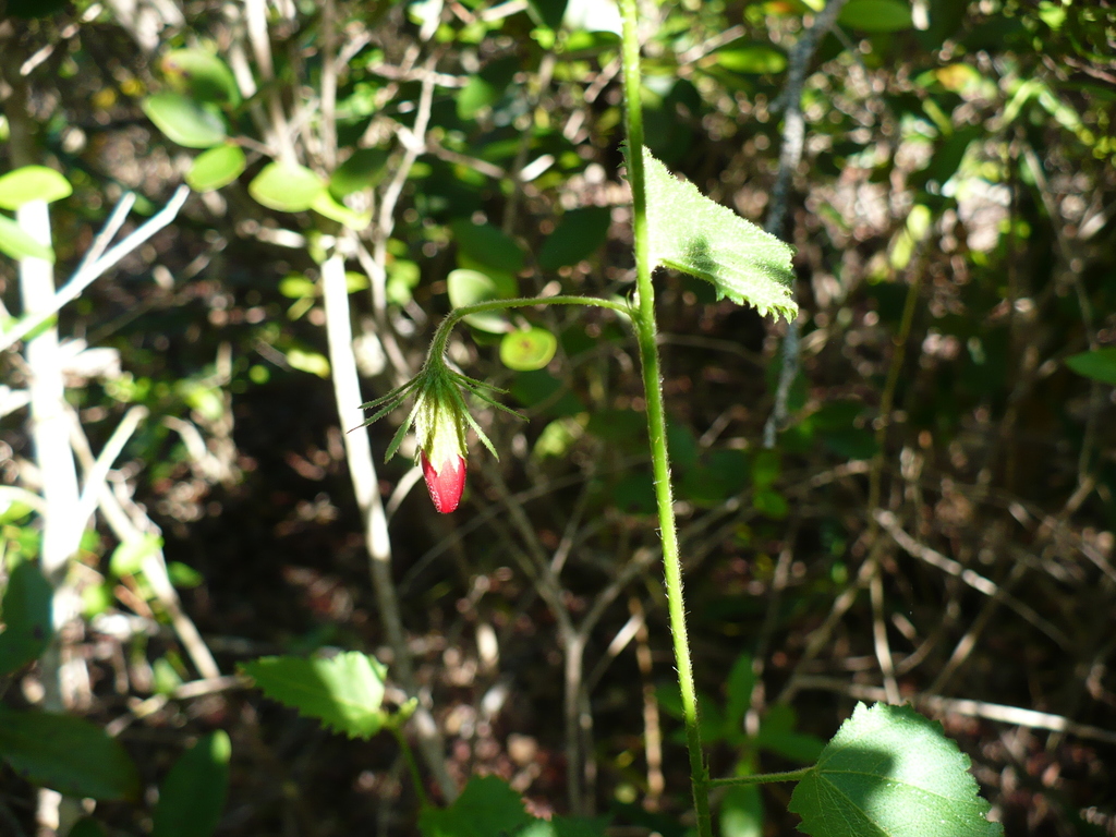 Hibiscus poeppigii