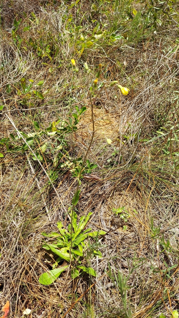 Hieracium megacephalon