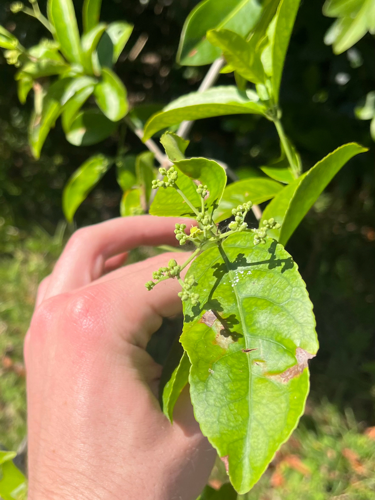 Hippocratea volubilis