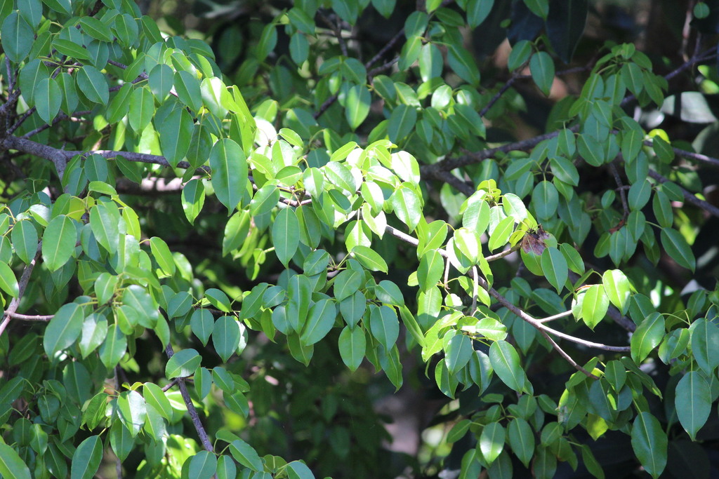 Hippomane mancinella