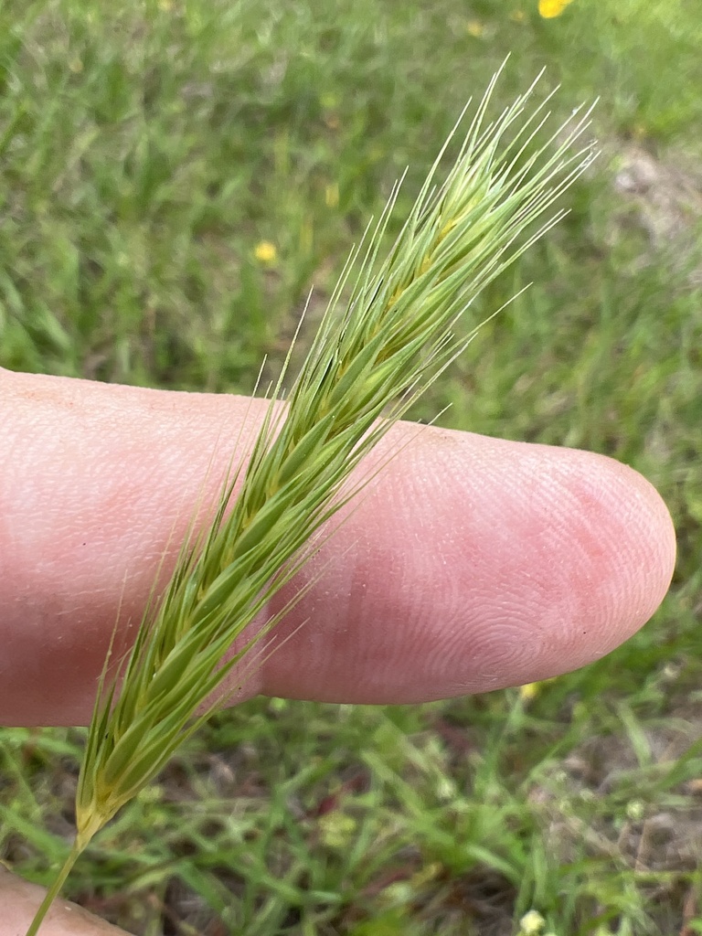 Hordeum pusillum