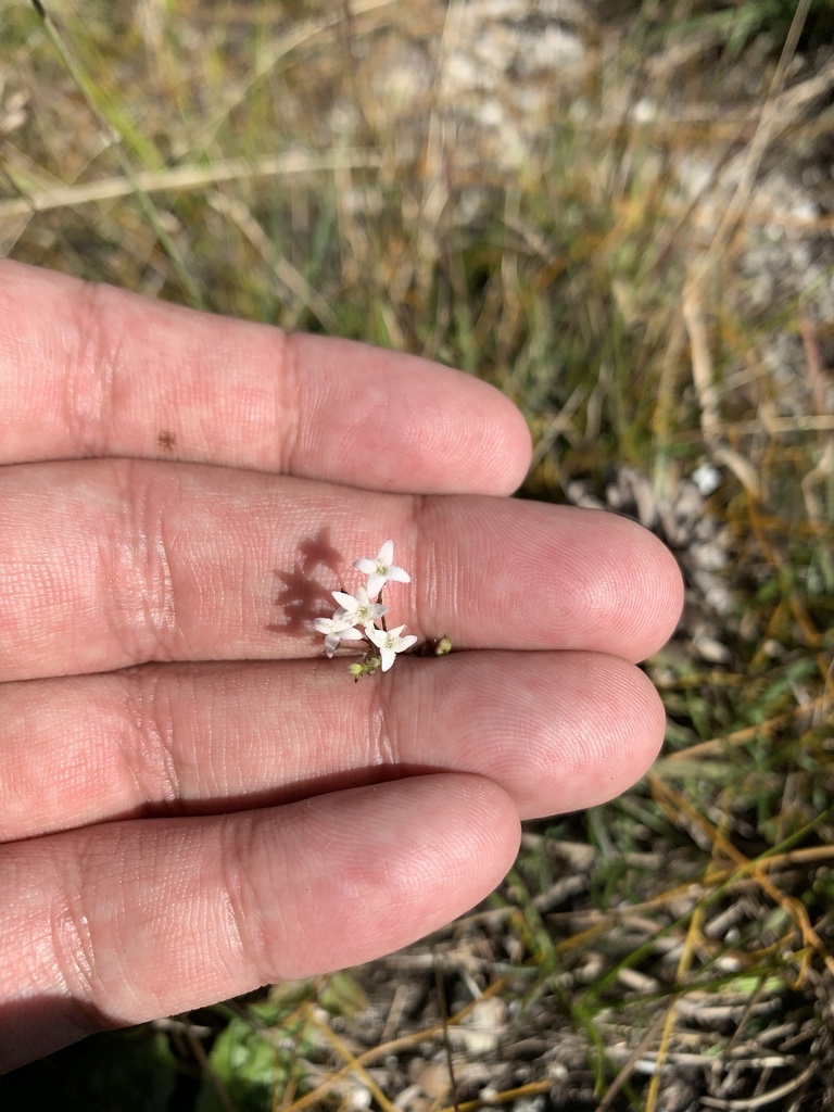 Houstonia nigricans var. floridana