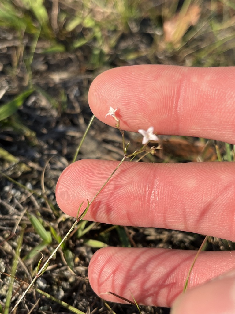 Houstonia nigricans var. nigricans