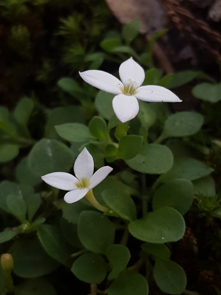 Houstonia procumbens