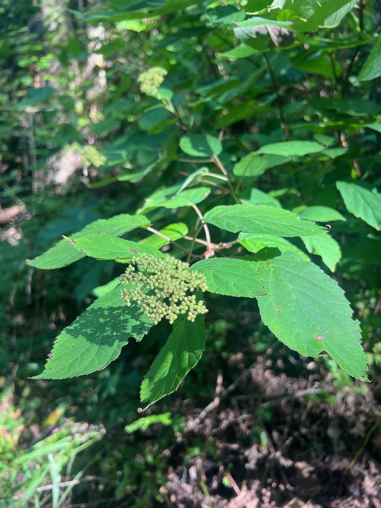 Hydrangea arborescens