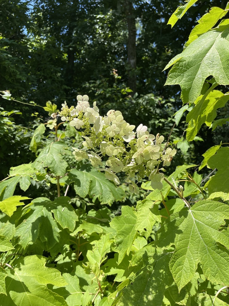 Hydrangea quercifolia