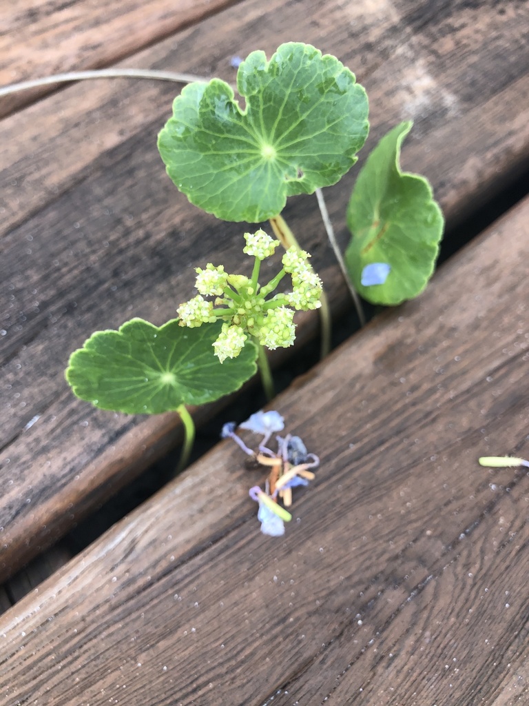 Hydrocotyle bonariensis