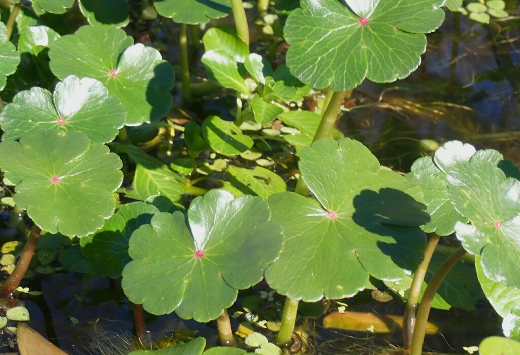 Hydrocotyle ranunculoides