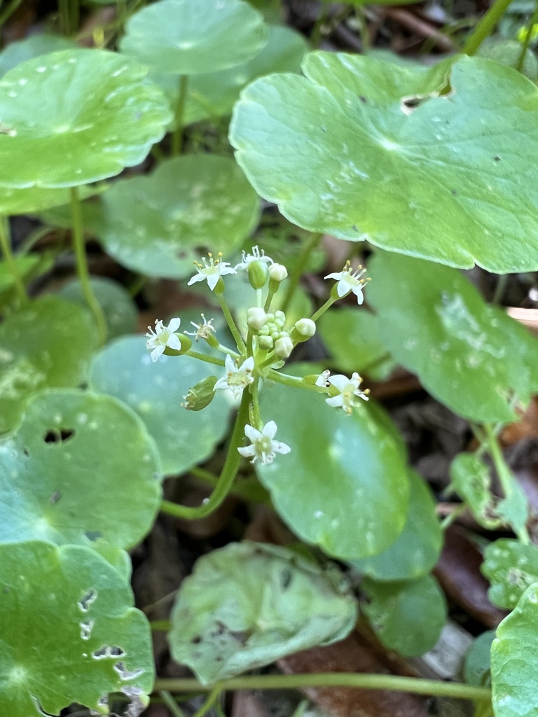 Hydrocotyle umbellata