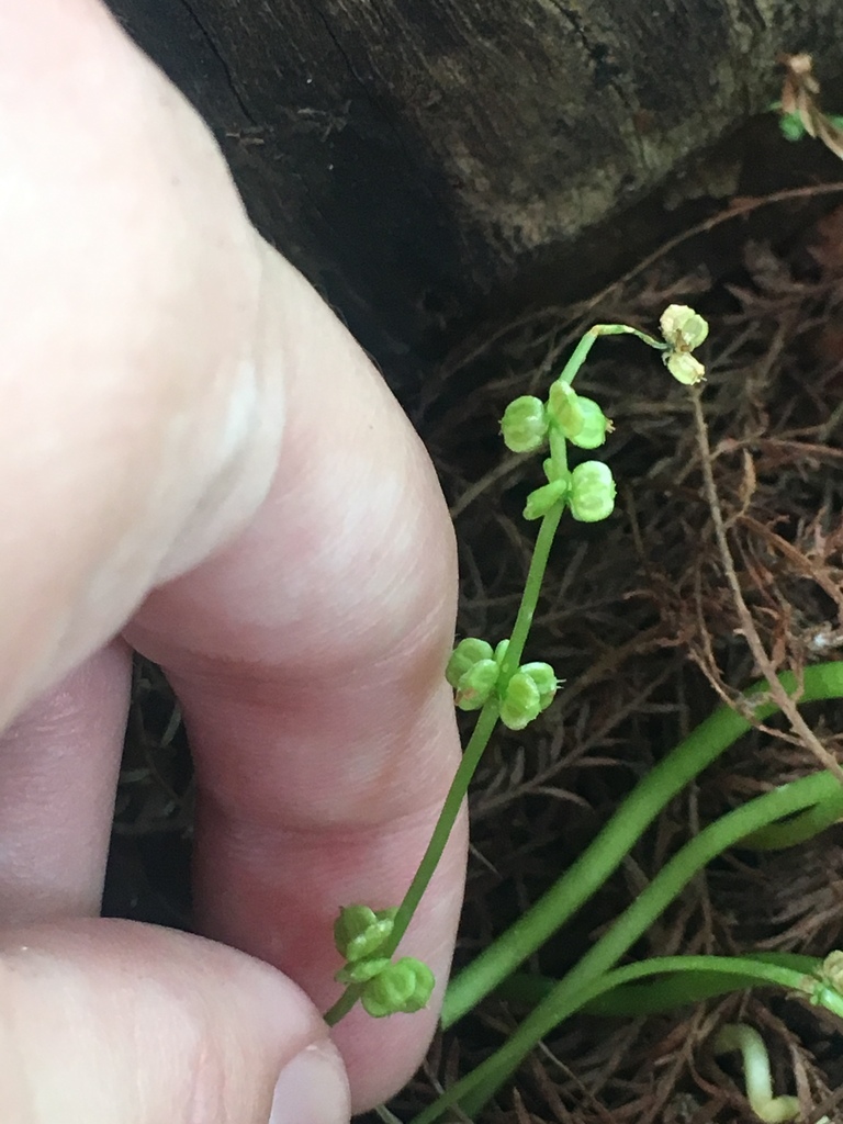 Hydrocotyle verticillata var. verticillata