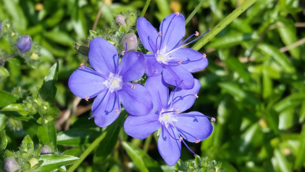 Hydrolea corymbosa