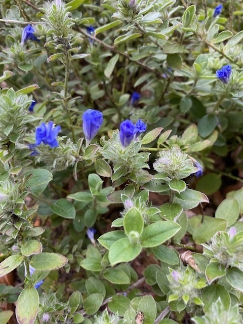 Hydrolea ovata