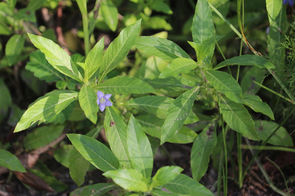 Hydrolea quadrivalvis